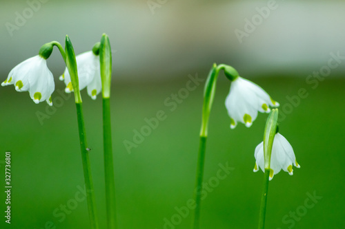 Bezaubernd blühende Frühlingsknotenblume (Leucojum vernum), auch Märzenbecher, Märzbecher, Märzglöckchen oder Großes Schneeglöckchen genannt, verschönert jeden Garten und ist ein Frühlingsbote photo