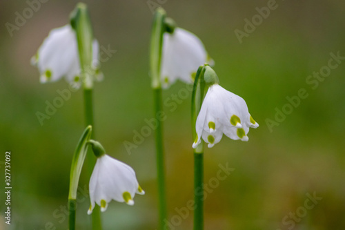 Bezaubernd blühende Frühlingsknotenblume (Leucojum vernum), auch Märzenbecher, Märzbecher, Märzglöckchen oder Großes Schneeglöckchen genannt, ist ein Frühlingsbote im heimischen Garten photo