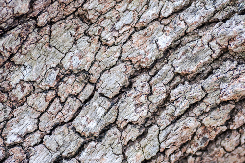 Tree bark background