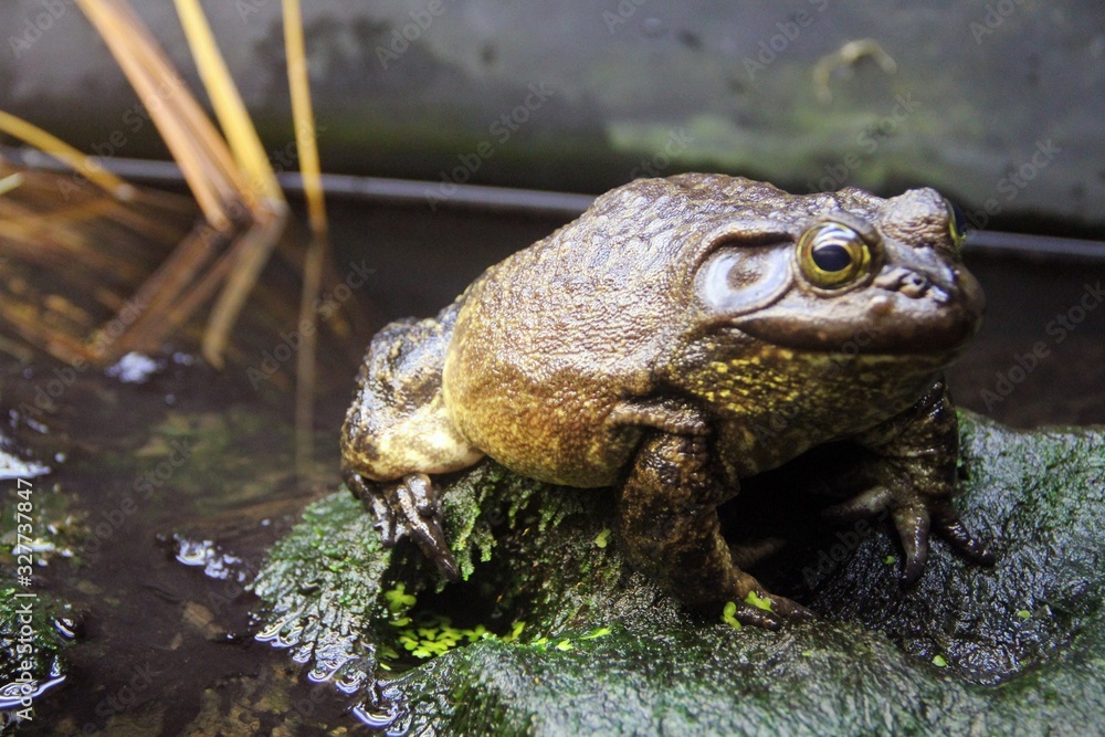 Obraz premium frog