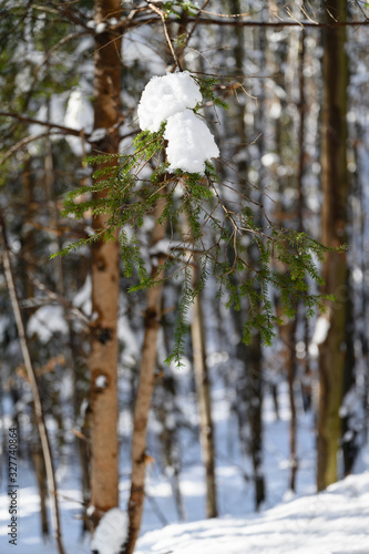 Snowy branches of spruce in nature.