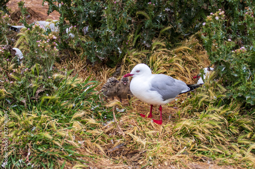 Red-billed gull family (Chroicocephalus scopulinus), maori name Tarapunga or Akiaki, at Taiaroa Head, Otago Peninsula, New Zealand. It is endemic to New Zealand. photo