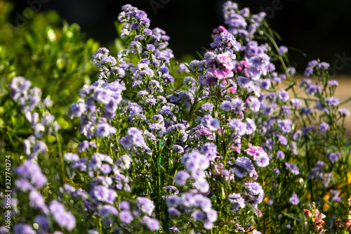 blue flowers in the garden