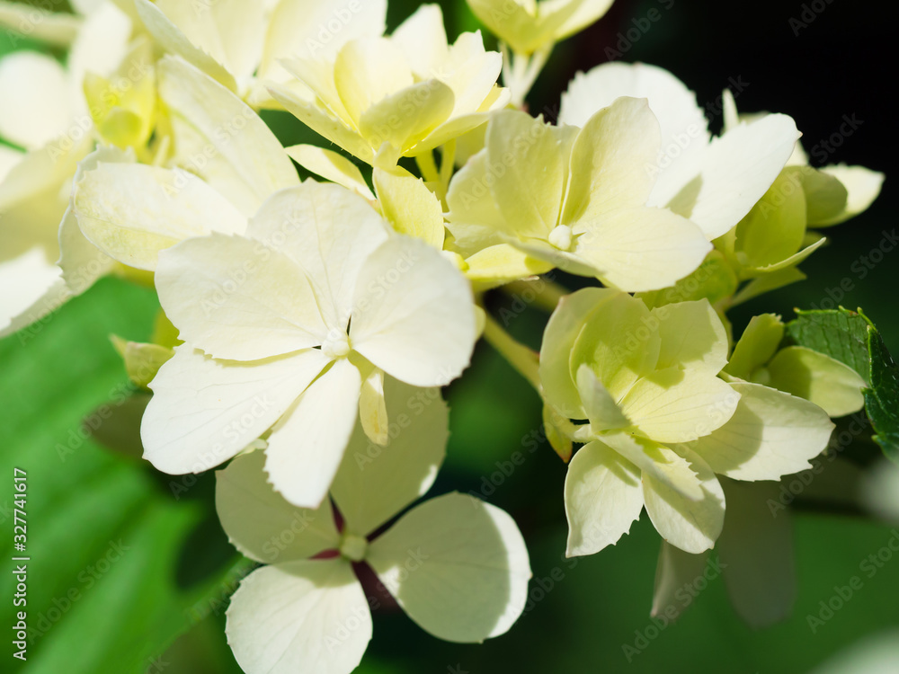 White hydrangea flowers close up White hydrangea flowers close up