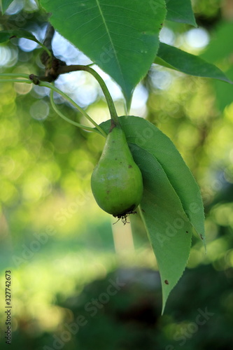 young pear on a tree photo