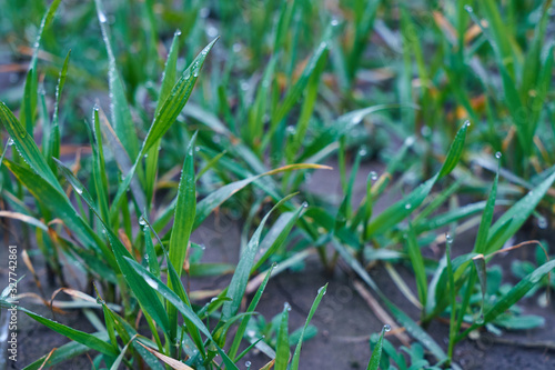 Image of young wheat sprouts.