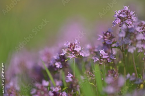 Wild thyme Thymus serpyllum - medicinal herb