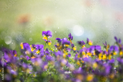 field of purple flowers © Champ