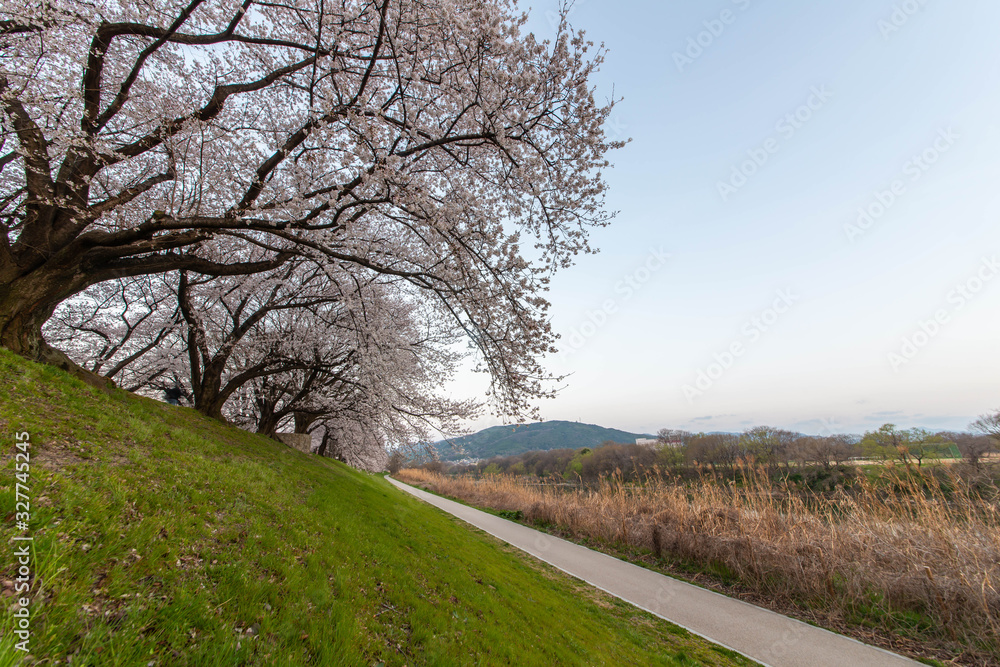 夜明けの河原沿いに咲く桜