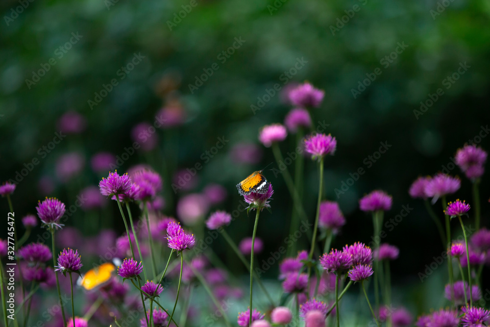 pink globe amaranth in the garden pink globe amaranth in the garden