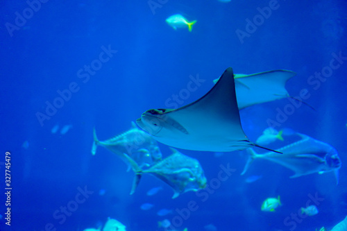 Sea life, a stingray swimming in clear water with variety of sea fishes in background © Ingon