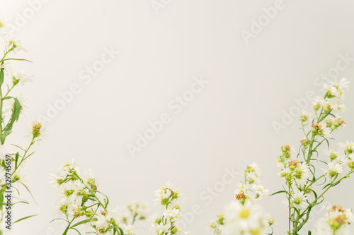 White wild flowers isolated over white background