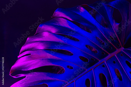 Monstera leaf in blue neon light close up. Creative photo