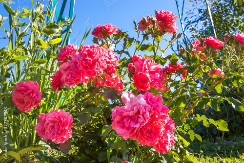 bush of pink roses flowering in ornamental garden