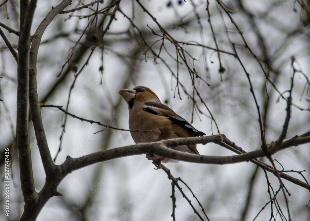 Naklejka premium Beautiful hawfinch sitting on tree twig. Coccothraustes coccothraustes bird in nature, wildlife scene, natural habitat