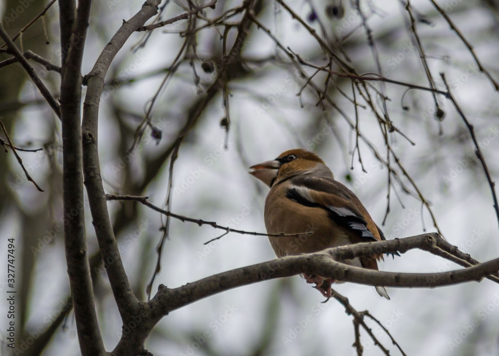 Beautiful hawfinch sitting on tree twig. Coccothraustes coccothraustes bird in nature, wildlife scene, natural habitat Beautiful hawfinch sitting on tree twig. Coccothraustes coccothraustes bird in nature, wildlife scene, natural habitat