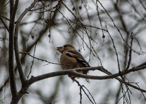 Beautiful hawfinch sitting on tree twig. Coccothraustes coccothraustes bird in nature, wildlife scene, natural habitat