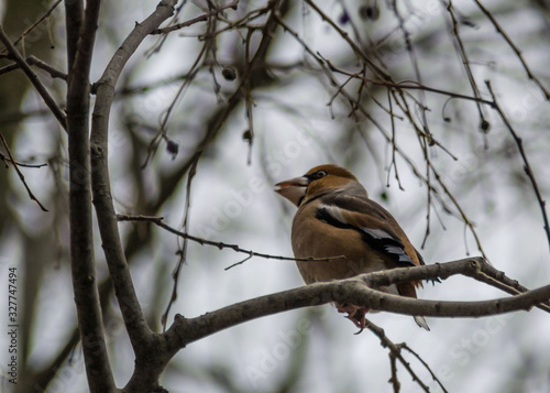 Beautiful hawfinch sitting on tree twig. Coccothraustes coccothraustes bird in nature, wildlife scene, natural habitat © Len0r