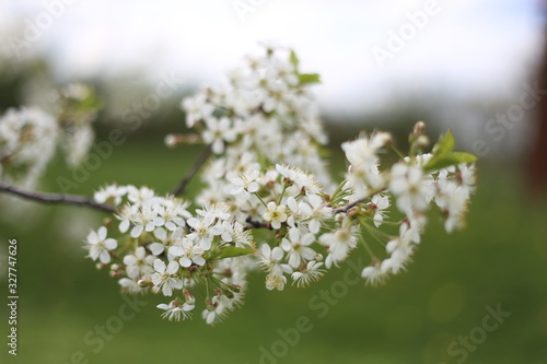 Blooming fluffy plum branch with white flowers. Close up. Selective focus.