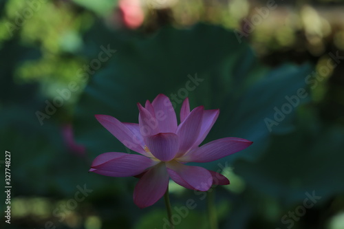 beautiful flower lily pink shade