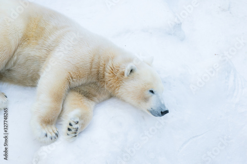 Funny polar bear. The polar bear is asleep. Sleeping white bear. Cute fluffy baby.
