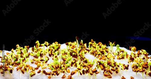 Zeitraffervideo von keimenden und wachsenden Kressesamen auf Watte mit gelegentlichen Regenschauern