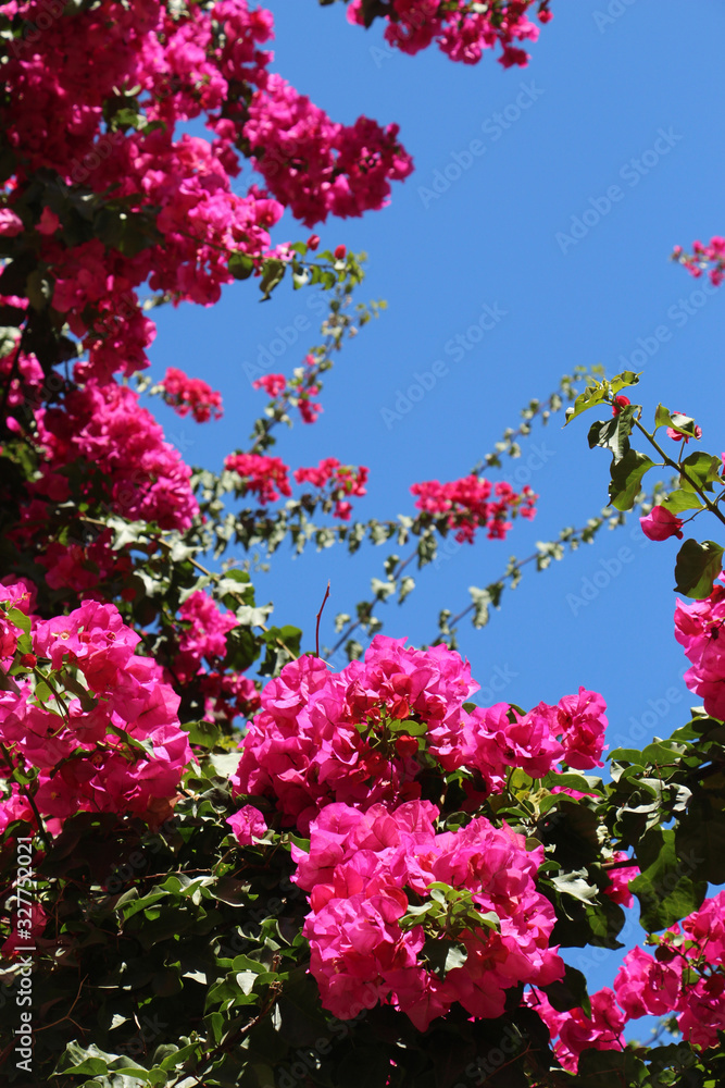 beautiful background of a lush bush of bright pink flowering bougainvillea plants in contrast with a blue sky, perfect for cards for birthday, women's day, Valentine's day