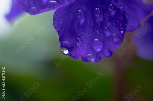 Water drops on a flower leaf . Violet. Home flower . perennial.