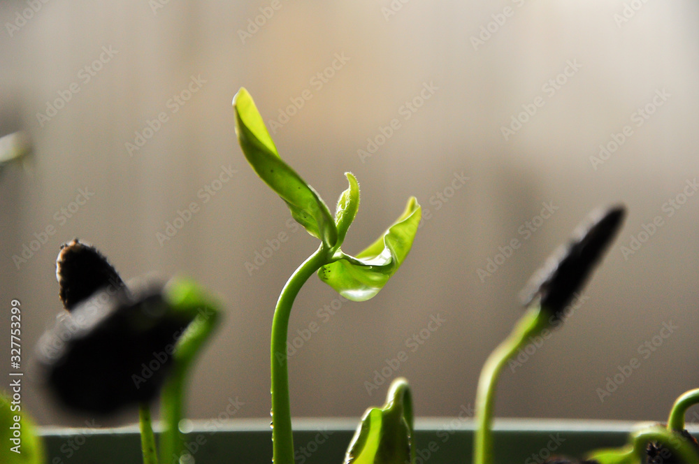 Group of green sprouts growing out from soil, seedling, cultivation, agriculture, horticulture, greenery, ecology concept Group of green sprouts growing out from soil, seedling, cultivation, agriculture, horticulture, greenery, ecology concept