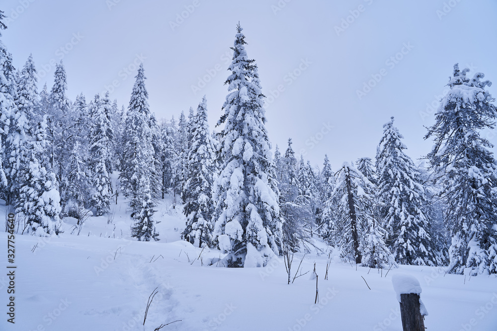 Winter forest with snow-covered fir trees high in the mountains. Sunny February day in the spruce forest. The trees are covered with snow to the top of their heads. Winter forest with snow-covered fir trees high in the mountains. Sunny February day in the spruce forest. The trees are covered with snow to the top of their heads.