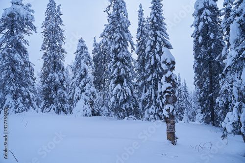 Winter forest with snow-covered fir trees high in the mountains. Sunny February day in the spruce forest. The trees are covered with snow to the top of their heads.