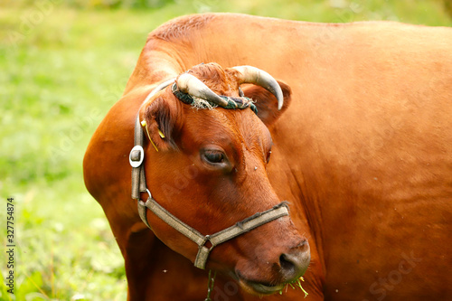 Portrait of a red cow. In the center of the frame is the face of a brown cow with horns close-up. Close-up  horizontal  free space  cropped shot. Concept of livestock and dairy industry.