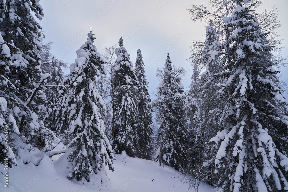 Winter forest with snow-covered fir trees high in the mountains. Sunny February day in the spruce forest. The trees are covered with snow to the top of their heads. Winter forest with snow-covered fir trees high in the mountains. Sunny February day in the spruce forest. The trees are covered with snow to the top of their heads.