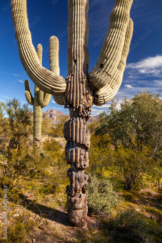 Saguaro Cactus Infected with Bacterial Necrosis Rotting in the Northern Sonoran Desert