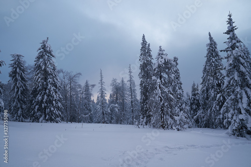 Winter forest with snow-covered fir trees high in the mountains. Sunny February day in the spruce forest. The trees are covered with snow to the top of their heads.