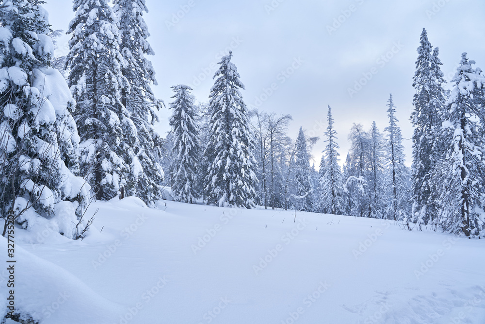 Naklejka premium Winter forest with snow-covered fir trees high in the mountains. Sunny February day in the spruce forest. The trees are covered with snow to the top of their heads.