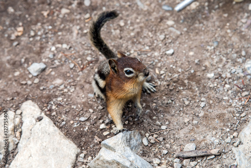 chipmunk on a rock