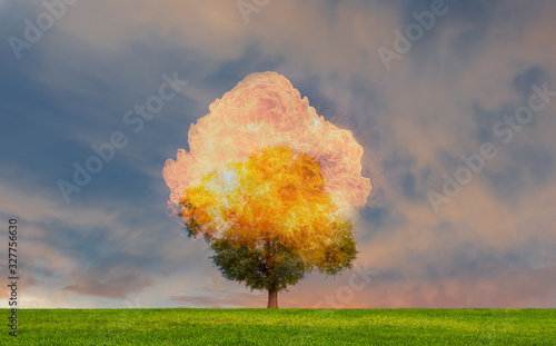 Burning Tree on fire at day with stormy sky photo