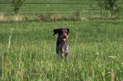 Crazed Rough-coated Bohemian Pointer runs around the meadow. Barbu tcheque in jump. Female dog flying back and forth. Playing with pet in the garden. Grace of movement. Enthusiasm for movement. Summer photo