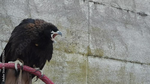Close up of rapacious bird on perch screaming. Zoom in