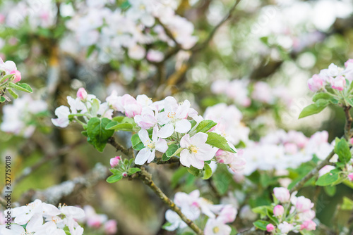 Beautiful apple blossom background. Selective focus