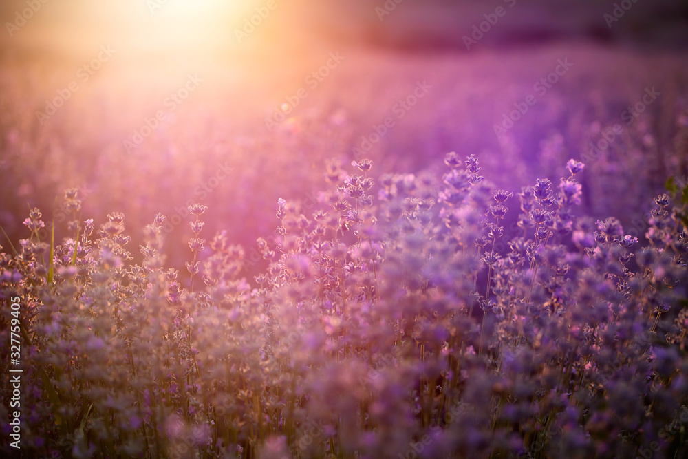 Fototapeta premium Lavender flowers at sunset in a soft focus, pastel colors and blur background.
