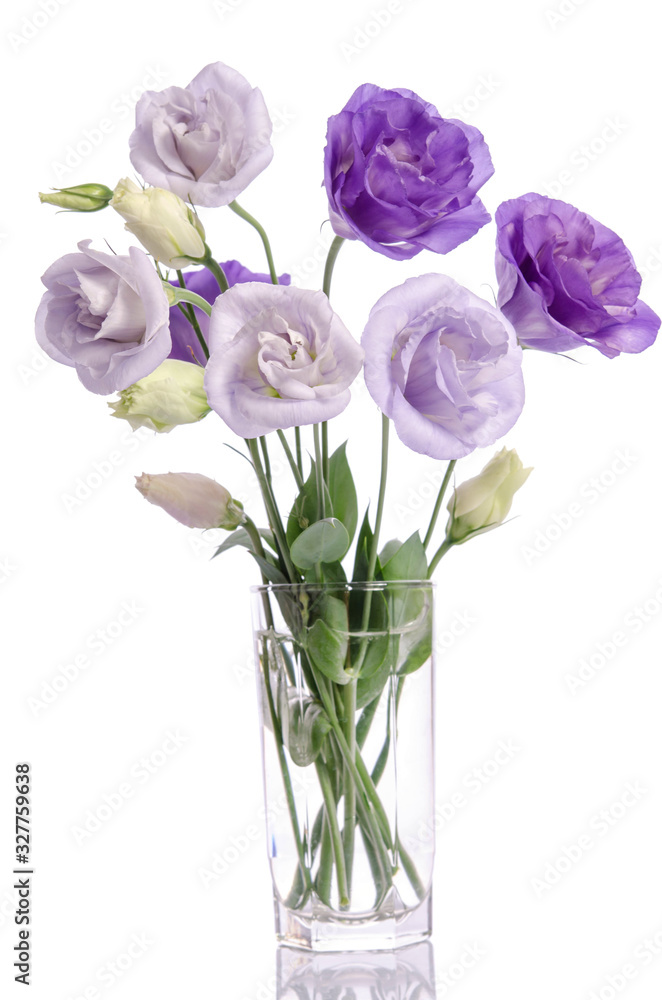 bunch of violet and white eustoma flowers in glass vase isolated on white