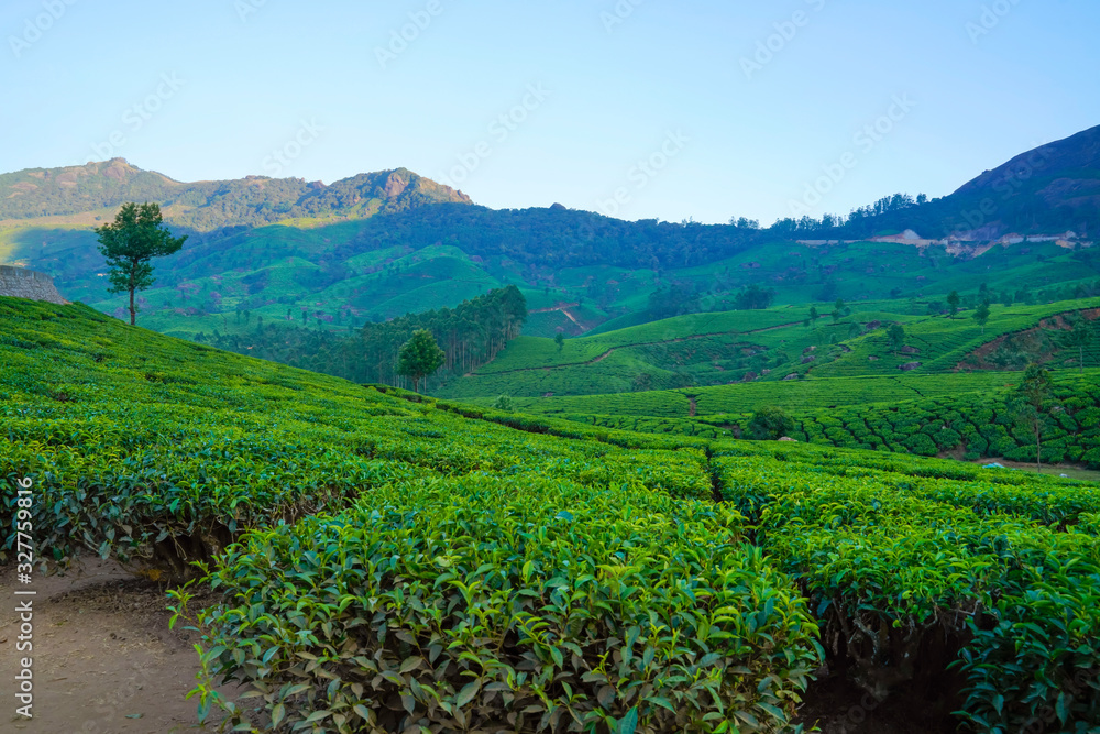 Tea plantations in Munnar, Kerala, India.