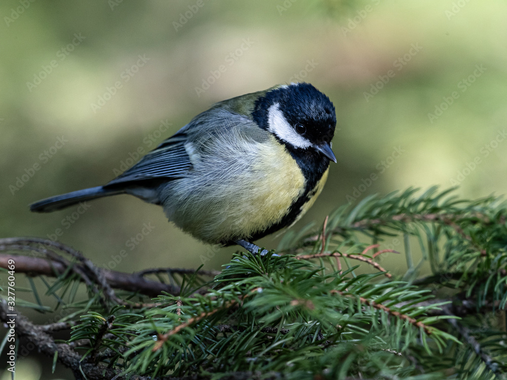 Obraz premium A Great Tit in the woods close to my home. Meilahti, Helsinki, Finland.