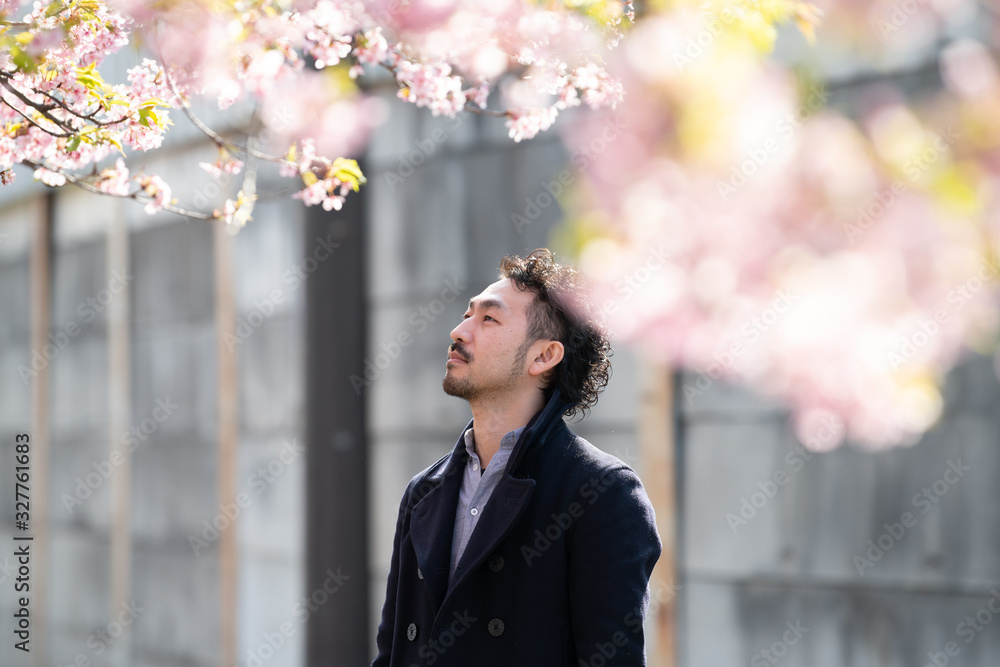 満開の桜を見つめる男性