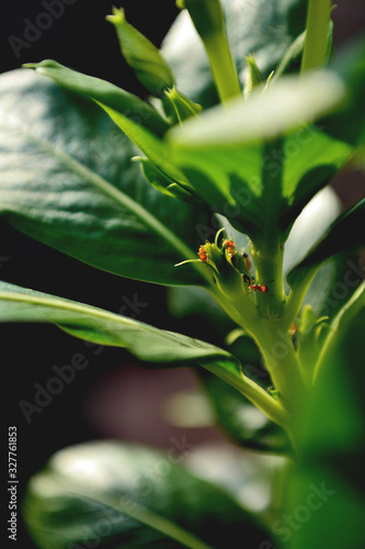 ants colonizing a plant stem