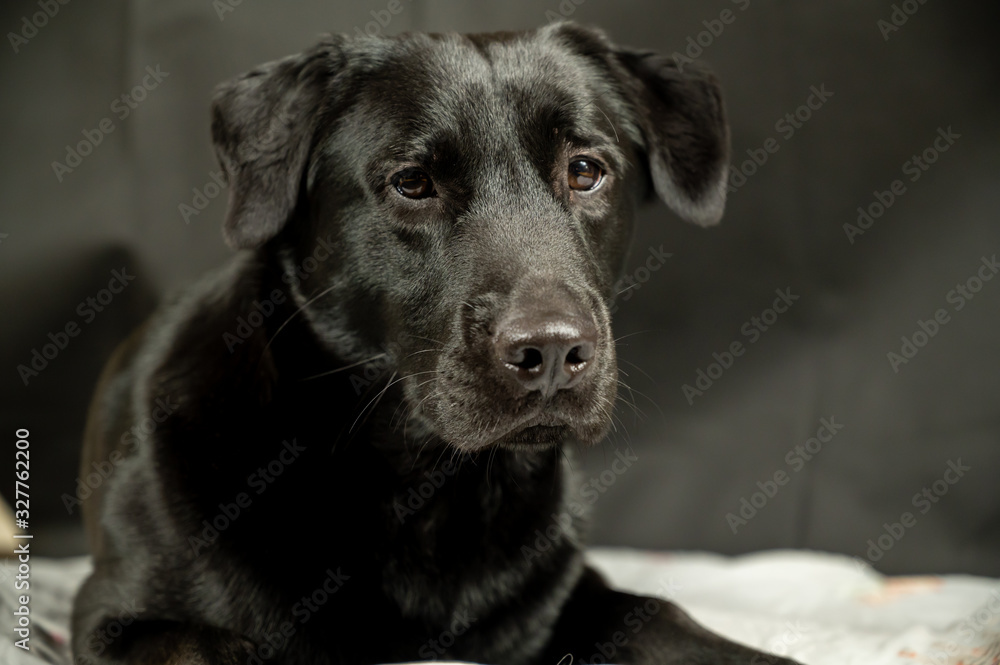 portrait of beautiful black labrador