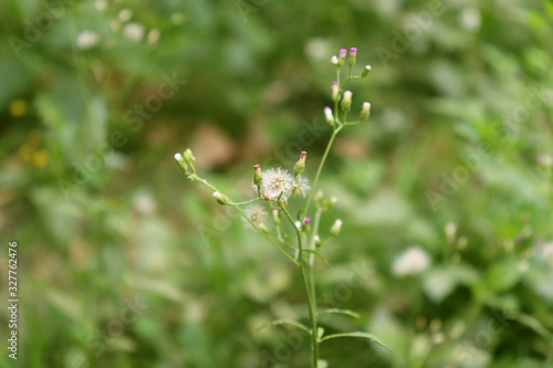 Andrographis paniculata herb closeup nature plant. © Mc_Shutter