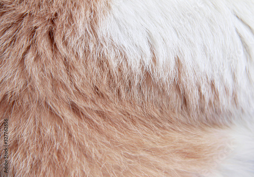 Fur cat skin patterns abstract , white and brown animal texture background © Amphawan
